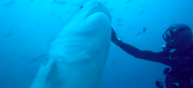 Fiji Shark Dive: Trip Report